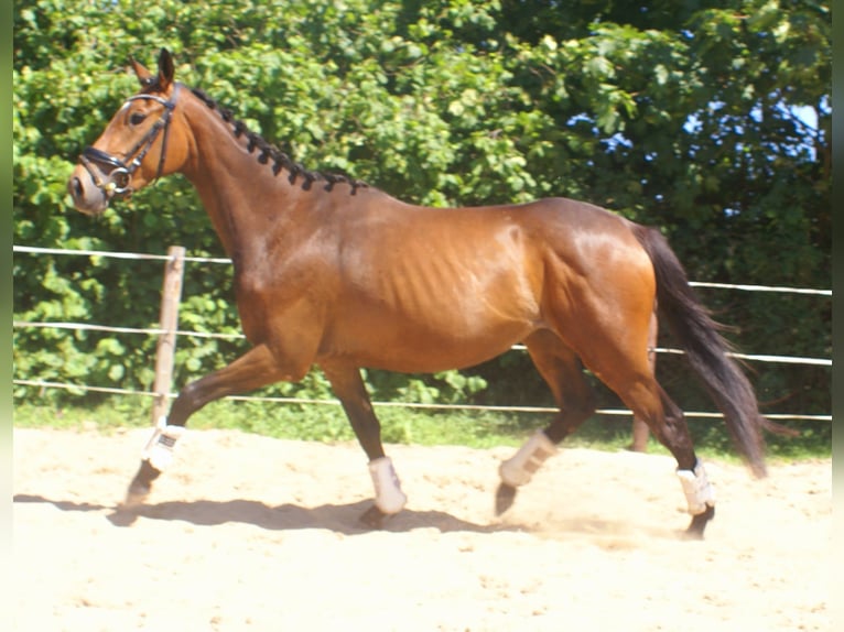 Cheval de sport irlandais Jument 3 Ans 152 cm Bai in Velpke