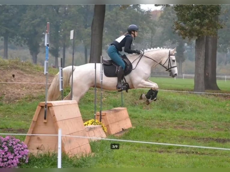 Cheval de sport irlandais Jument 3 Ans 157 cm Palomino in Ninove
