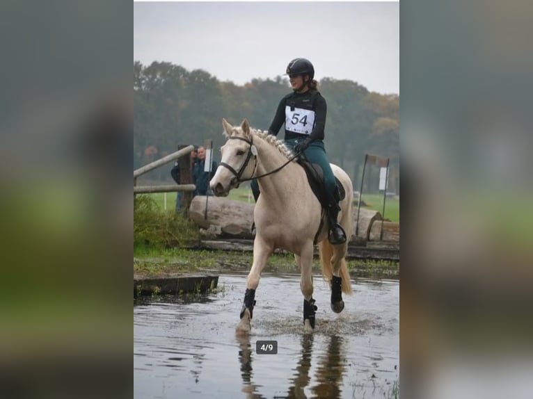 Cheval de sport irlandais Jument 3 Ans 157 cm Palomino in Ninove