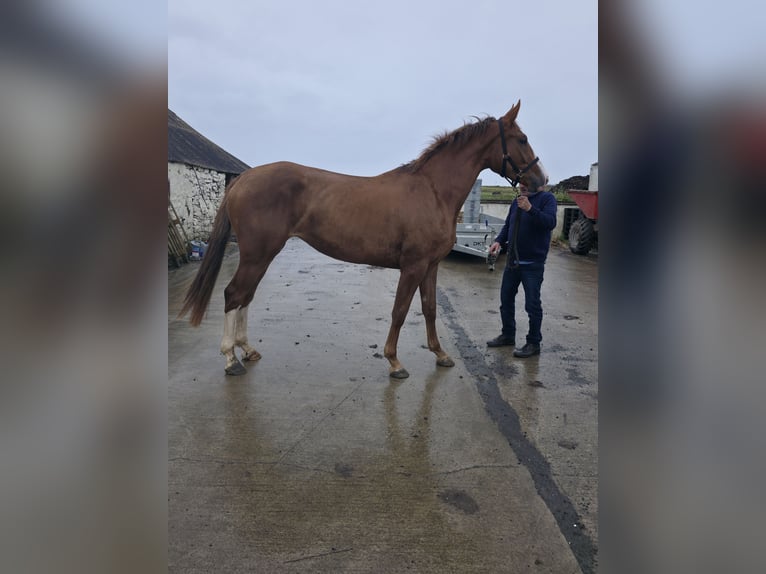 Cheval de sport irlandais Jument 3 Ans 168 cm Alezan brûlé in Kilrush