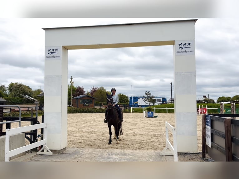 Cheval de sport irlandais Jument 4 Ans 154 cm Bai cerise in Raheen, Co. Laois