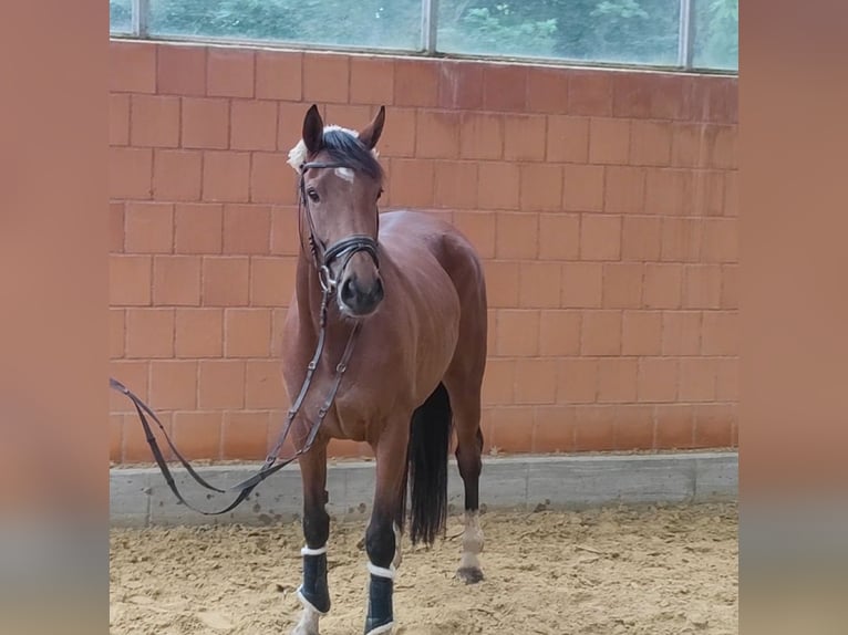 Cheval de sport irlandais Jument 4 Ans 154 cm Bai in Lage