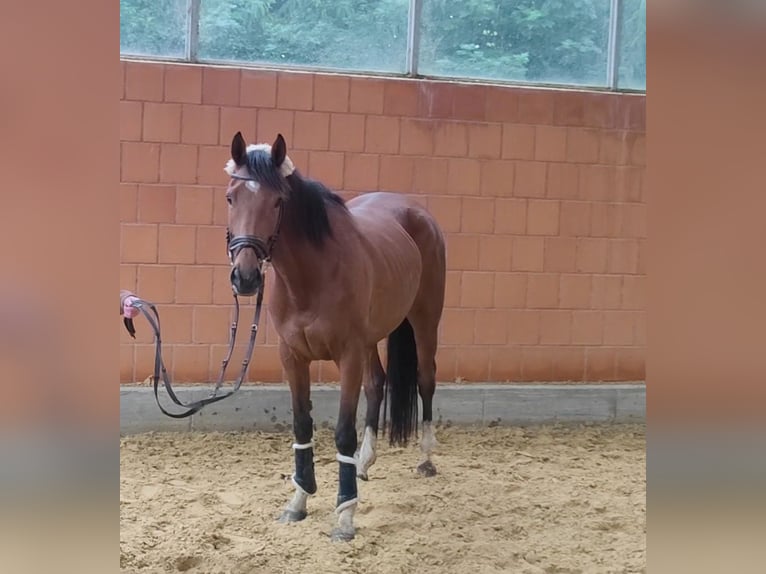 Cheval de sport irlandais Jument 4 Ans 154 cm Bai in Lage