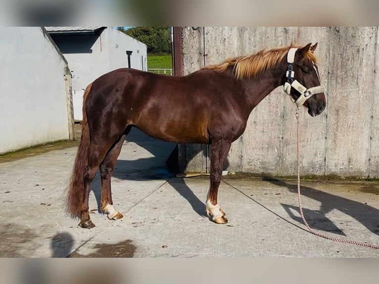 Cheval de sport irlandais Croisé Jument 4 Ans 155 cm Alezan brûlé in Trebbin