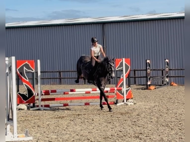 Cheval de sport irlandais Jument 4 Ans 155 cm Gris pommelé in Mountrath, Co. Laois