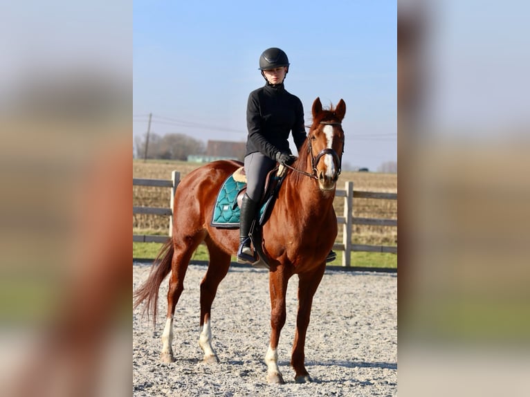 Cheval de sport irlandais Jument 4 Ans 156 cm Alezan cuivré in Bogaarden