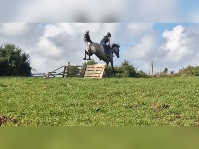 Cheval de sport irlandais Croisé Jument 4 Ans 158 cm Gris in Clare