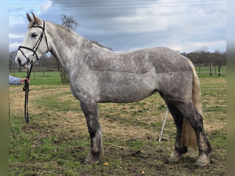 Cheval de sport irlandais Jument 4 Ans 159 cm Gris pommelé in Wachtendonk