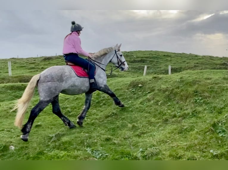 Cheval de sport irlandais Jument 4 Ans 159 cm Gris pommelé in Wachtendonk