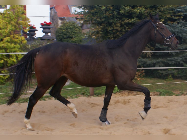 Cheval de sport irlandais Jument 4 Ans 160 cm Bai in Velpke