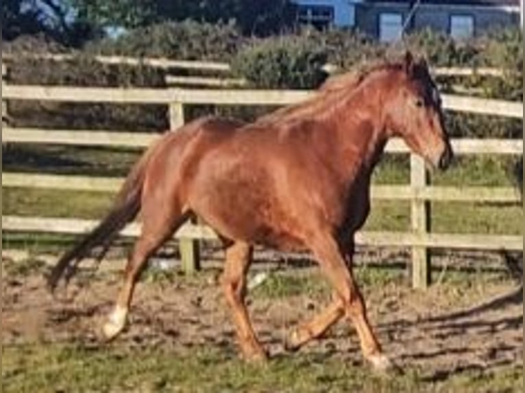 Cheval de sport irlandais Jument 4 Ans 162 cm Alezan brûlé in Enniscorthy