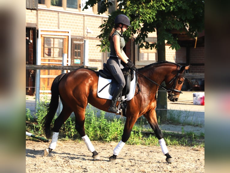 Cheval de sport irlandais Croisé Jument 4 Ans 162 cm  in Uelsen