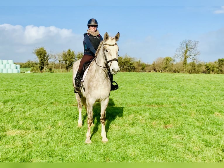 Cheval de sport irlandais Jument 4 Ans 162 cm Gris in Mountrath