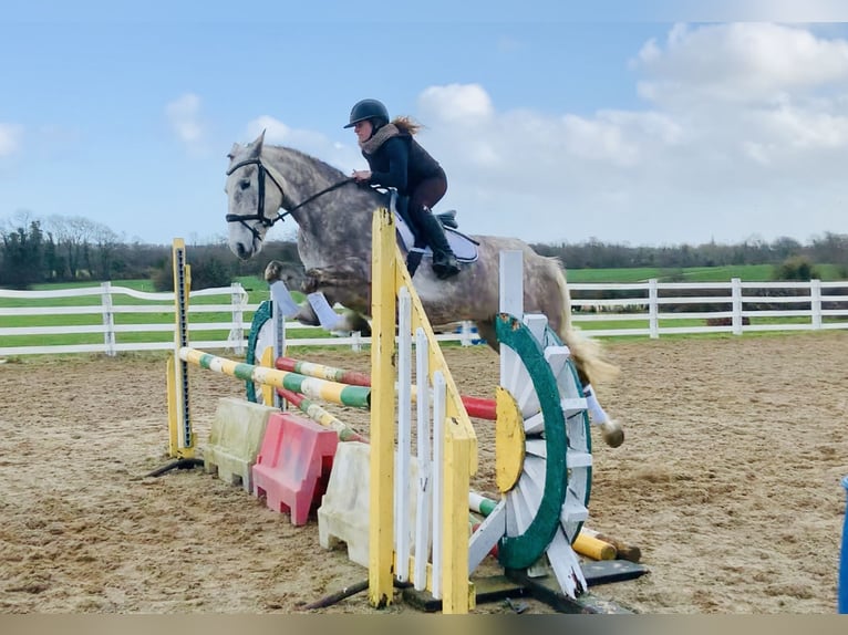 Cheval de sport irlandais Jument 4 Ans 162 cm Gris in Mountrath