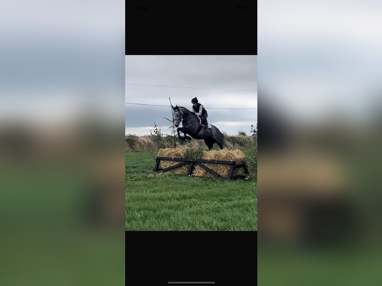 Cheval de sport irlandais Jument 4 Ans 163 cm Gris pommelé in Lismore