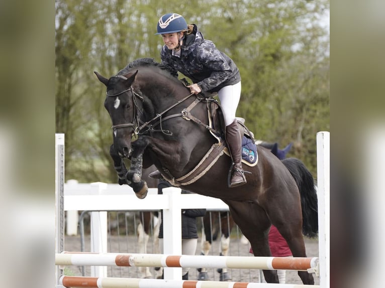 Cheval de sport irlandais Jument 4 Ans 163 cm Noir in Lahardaun