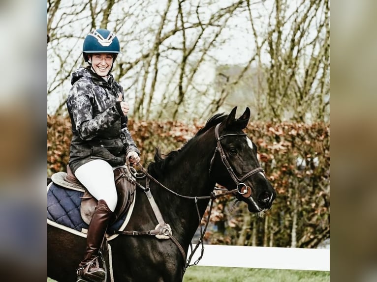 Cheval de sport irlandais Jument 4 Ans 163 cm Noir in Lahardaun