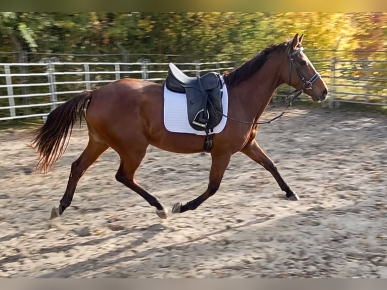 Cheval de sport irlandais Jument 4 Ans 164 cm Bai in Lage