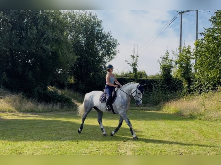 Cheval de sport irlandais Jument 4 Ans 164 cm Gris pommelé in Mountrath, Co. Laois