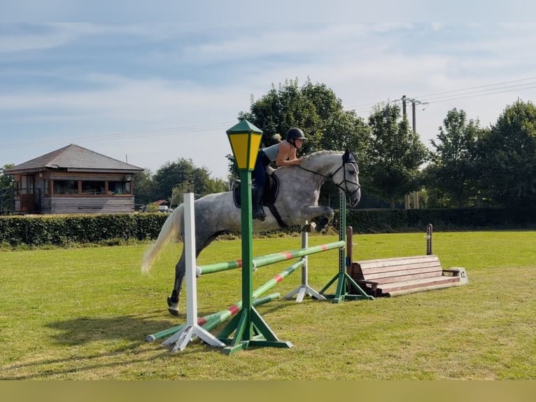 Cheval de sport irlandais Jument 4 Ans 164 cm Gris pommelé in Mountrath, Co. Laois