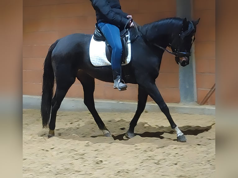 Cheval de sport irlandais Jument 4 Ans 165 cm Bai brun foncé in Lage