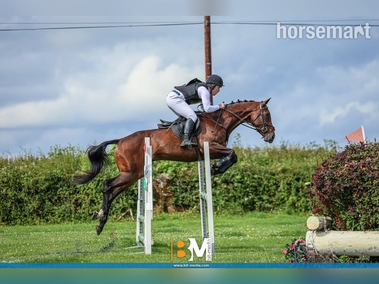 Cheval de sport irlandais Jument 4 Ans 165 cm Bai cerise in Kildare