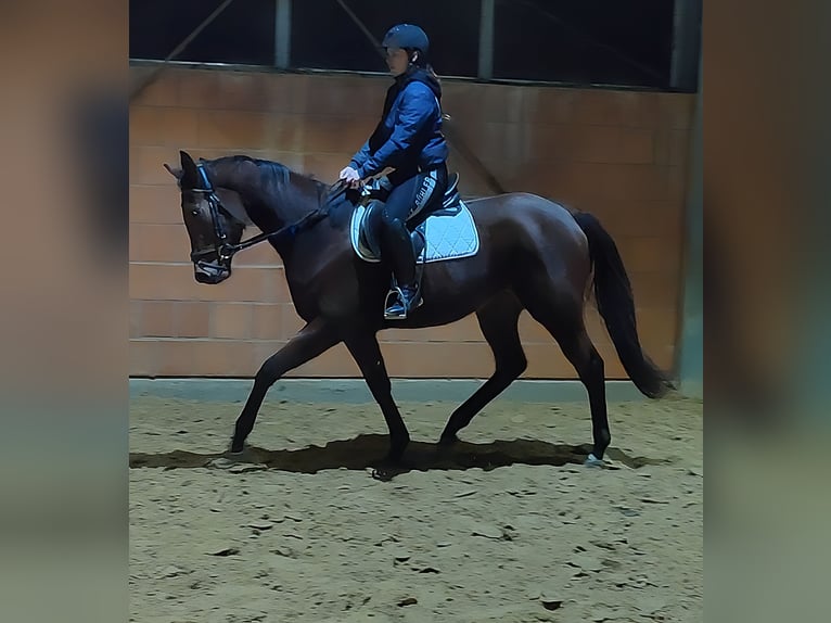 Cheval de sport irlandais Jument 4 Ans 165 cm Bai in Lage