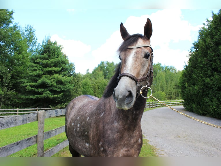 Cheval de sport irlandais Jument 4 Ans 165 cm Gris in Toronto, Ontario