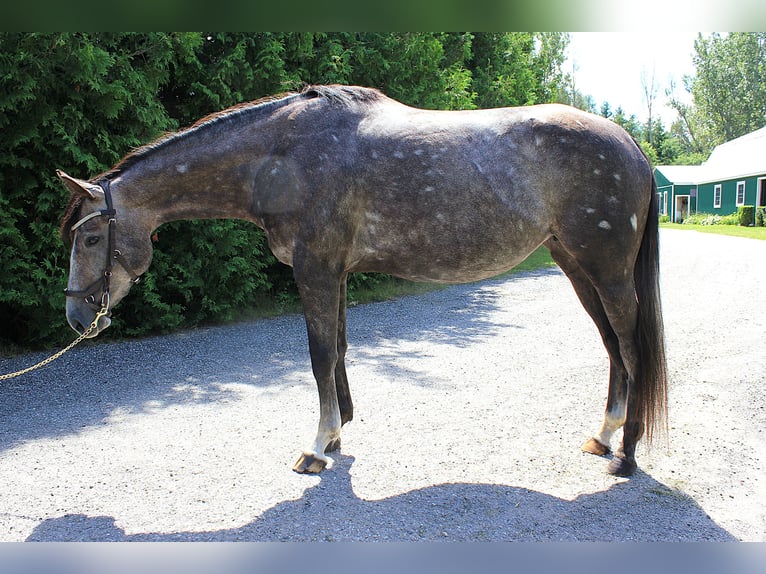 Cheval de sport irlandais Jument 4 Ans 165 cm Gris in Toronto, Ontario