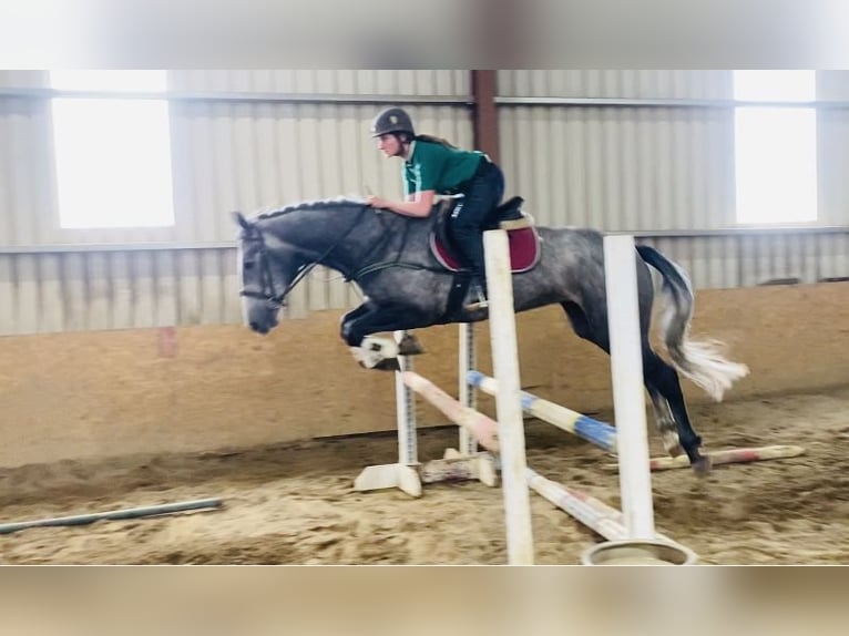 Cheval de sport irlandais Jument 4 Ans 166 cm Gris noir in Sligo