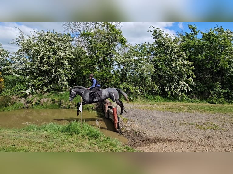 Cheval de sport irlandais Jument 4 Ans 166 cm Gris noir in Sligo