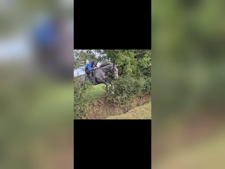 Cheval de sport irlandais Jument 4 Ans 166 cm Gris noir in Sligo