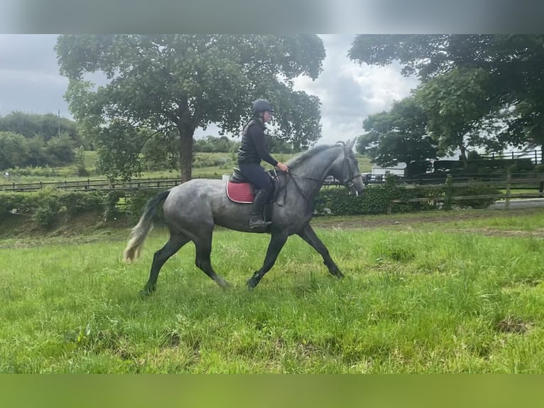Cheval de sport irlandais Jument 4 Ans 166 cm Gris noir in Sligo