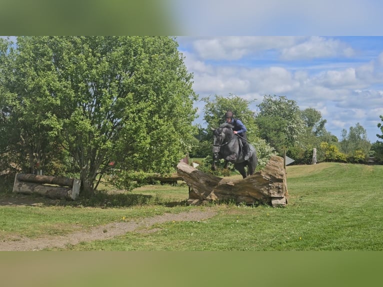 Cheval de sport irlandais Jument 4 Ans 166 cm Gris noir in Sligo