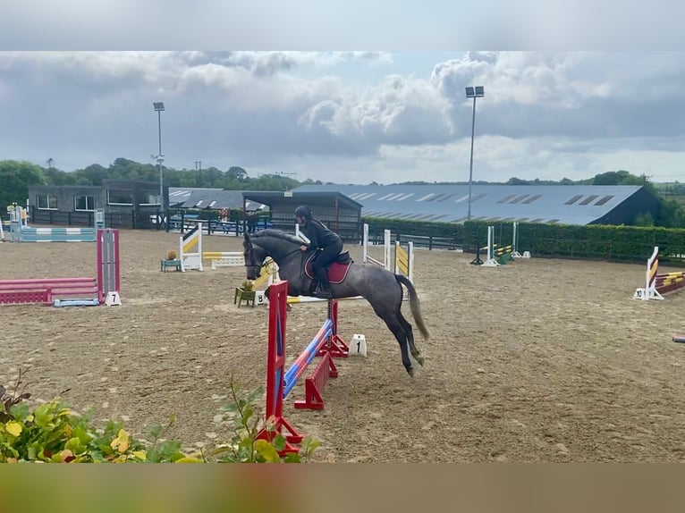 Cheval de sport irlandais Jument 4 Ans 166 cm Gris noir in Sligo