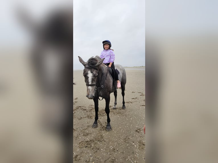 Cheval de sport irlandais Jument 4 Ans 166 cm Gris noir in Sligo