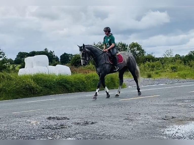 Cheval de sport irlandais Jument 4 Ans 166 cm Gris noir in Sligo