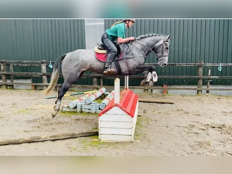 Cheval de sport irlandais Jument 4 Ans 166 cm Gris noir in Sligo