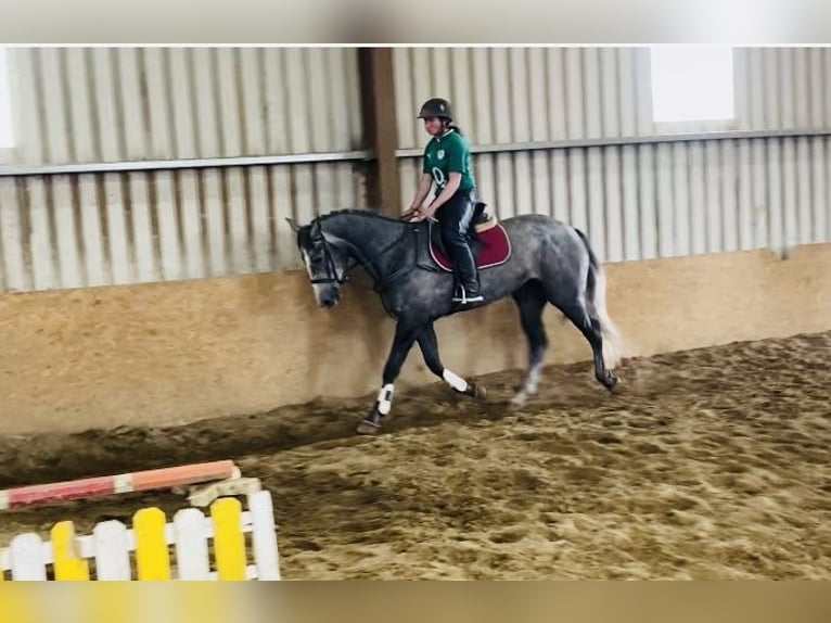 Cheval de sport irlandais Jument 4 Ans 166 cm Gris noir in Sligo