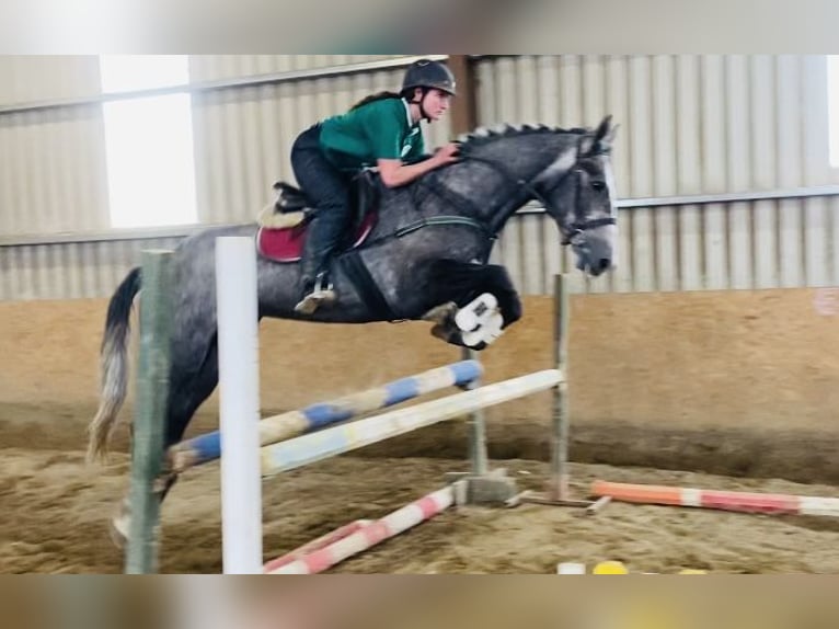 Cheval de sport irlandais Jument 4 Ans 166 cm Gris noir in Sligo