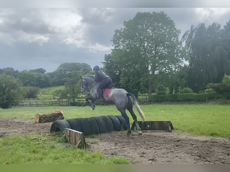 Cheval de sport irlandais Jument 4 Ans 166 cm Gris noir in Sligo