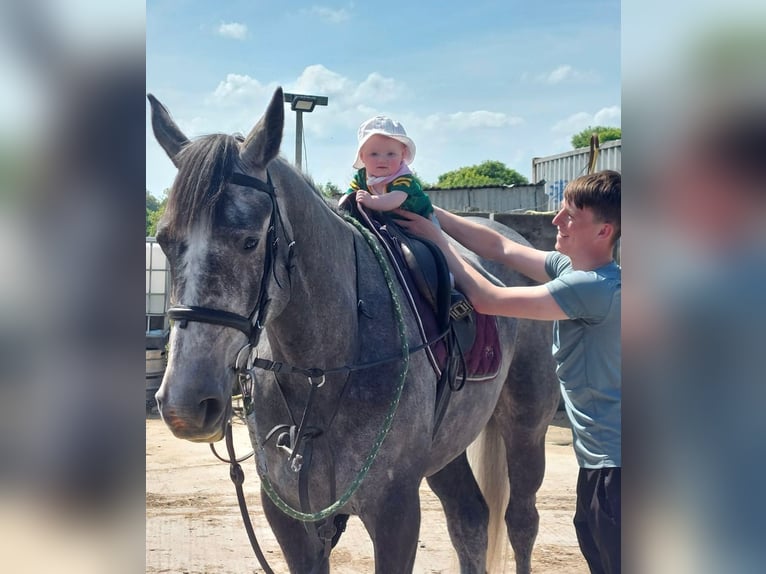 Cheval de sport irlandais Jument 4 Ans 166 cm Gris noir in Sligo