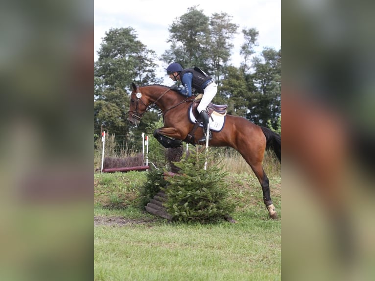 Cheval de sport irlandais Jument 4 Ans 167 cm Bai in Boutersem