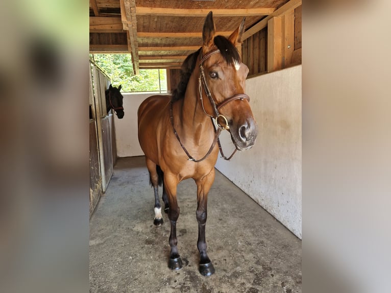 Cheval de sport irlandais Jument 4 Ans 168 cm Bai in Gummern