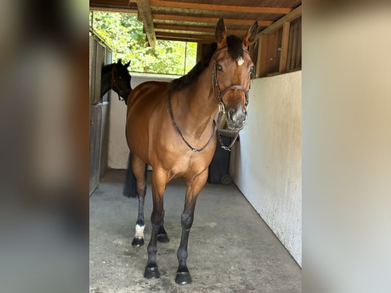 Cheval de sport irlandais Jument 4 Ans 168 cm Bai in Gummern