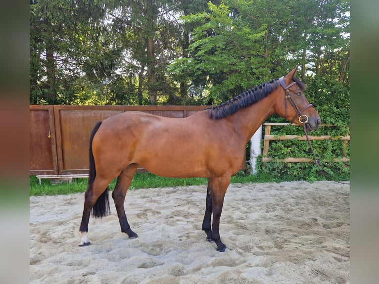 Cheval de sport irlandais Jument 4 Ans 168 cm Bai in Gummern