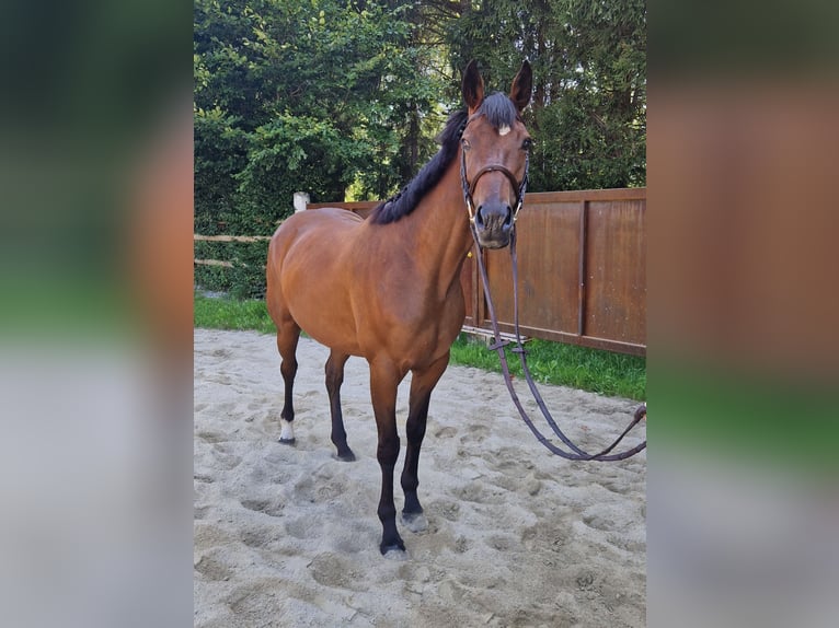 Cheval de sport irlandais Jument 4 Ans 168 cm Bai in Gummern