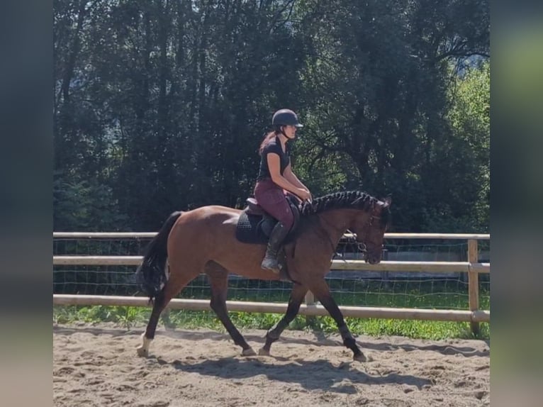 Cheval de sport irlandais Jument 4 Ans 168 cm Bai in Gummern