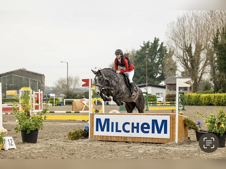 Cheval de sport irlandais Jument 4 Ans 168 cm Gris in Athenry