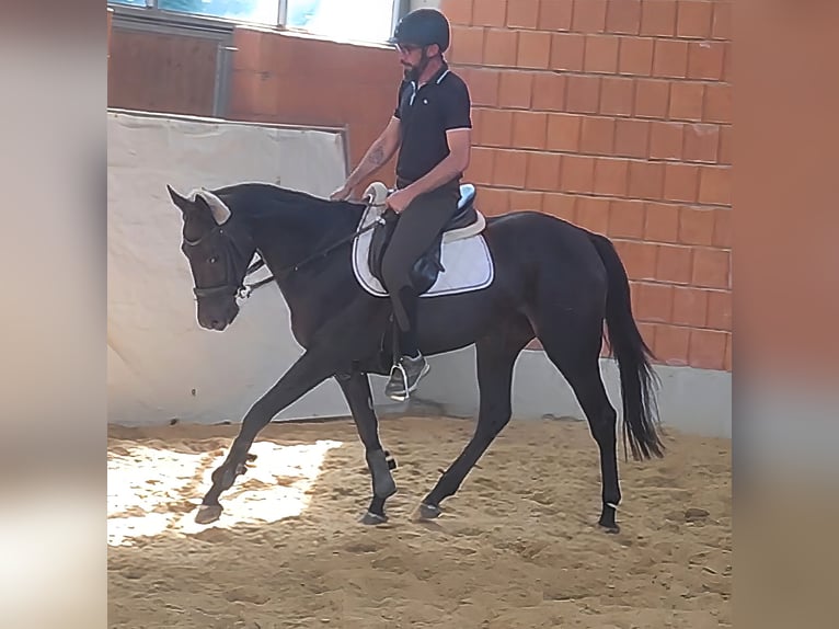 Cheval de sport irlandais Jument 4 Ans 168 cm Noir in Lage